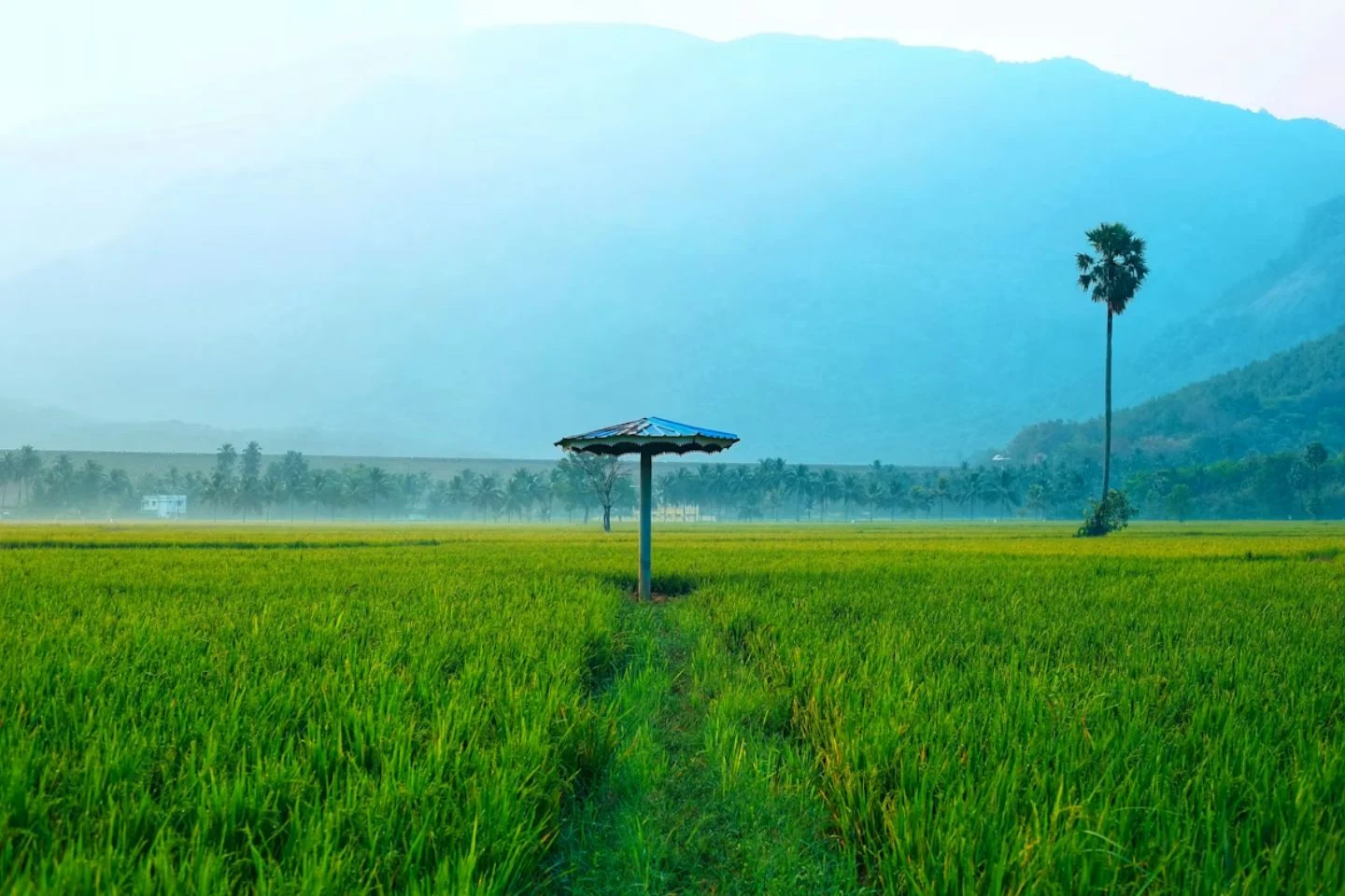 Professional web design services in Palakkad - helping businesses across Kerala succeed online